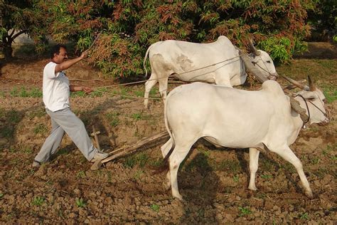 Ox Plough Farmer Tilling Furrowing India Ox Plough Field Bull