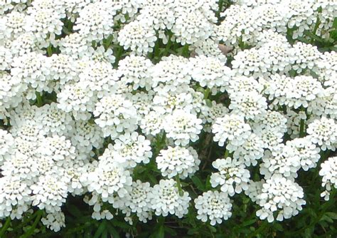 Tiny White Flowers Picture Free Photograph Photos Public Domain