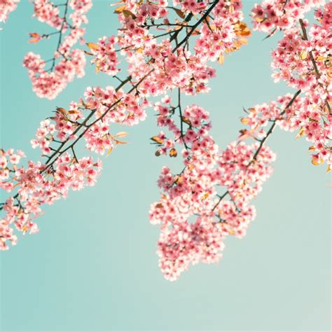 The zenith of the color pink was the 18th century, when pastel colors became very fashionable in all the courts of europe. Premium Photo | Nature background of beautiful sakura pink ...