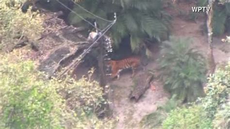 Tiger Attacks Kills Veteran Keeper At Palm Beach Zoo Abc13 Houston