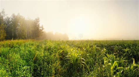 Morning Field Stock Photo Image Of Sunrise Orange Plantation 13284774