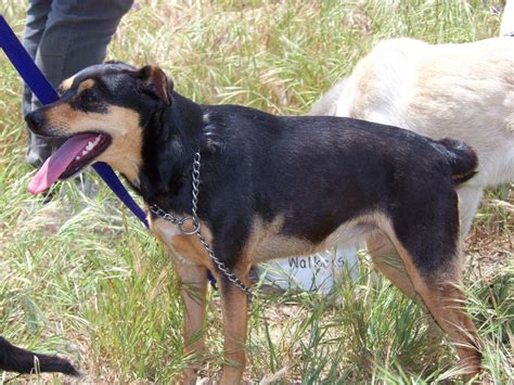 Small Dogs Available For Adoption Uitsig Animal Rescue