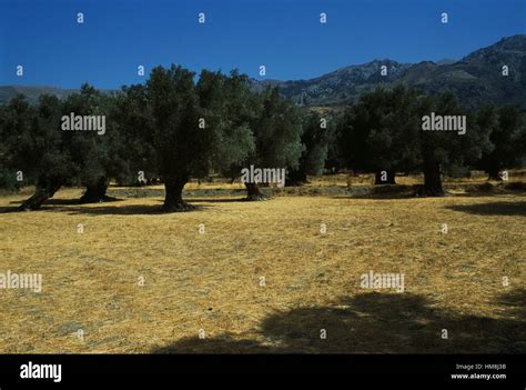 Olive Grove Near Mount Ida Psiloritis Crete Greece Stock Photo Alamy