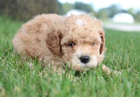 Cavapoos (aka cavoodles or cavadoodles) and mini cavapoos are a mix of a mini poodle (or toy poodle) and a purebred cavalier king charles spaniel. Carson - AKC Cavapoo puppies for sale in Shipshewana ...