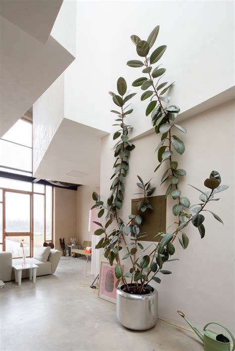 Large Indoor Trees That Make A Bold Statement Apartment Therapy