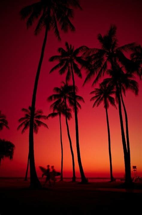 Red Sunset Summer Colorful Sky Sunset Beach Red Palm Trees Black Orange