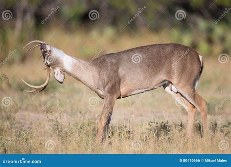 Whitetail Buck Stretching His Neck Stock Photo Image Of Boone Mature