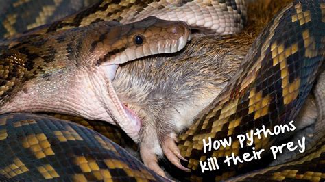 How Do Pythons Kill Their Prey Youtube