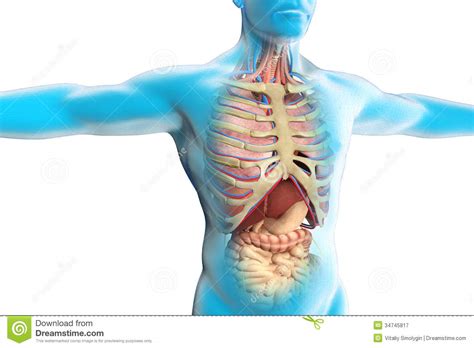 Image Of Anatomy Of Human Body | MedicineBTG.com