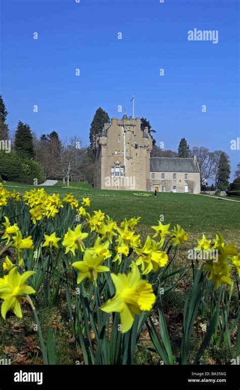 Spring Daffodils Outside Crathes Castle In Aberdeenshire Scotland Uk