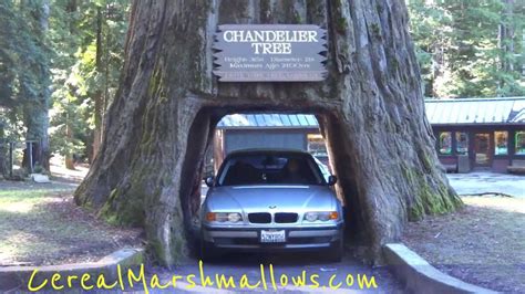 Drive Through Redwood Trees California Foto Bugil Bokep 2017