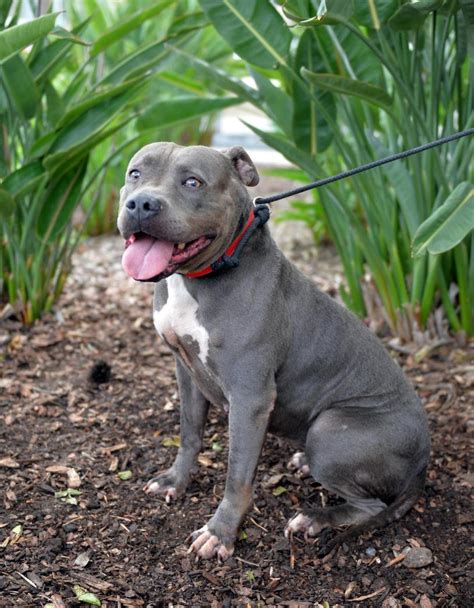 Pet Of The Week Jubilee A Female American Pit Bull Terrier Mix