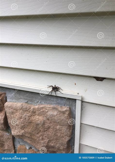 Large Spider And Moth On The Siding Of A House Stock Image Image Of