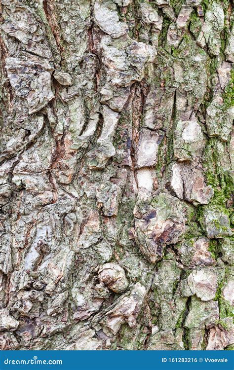 Rough Bark On Mature Trunk Of Elm Tree Close Up Stock Photo Image Of