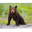 Brown Bear Cub  Photo Blog Niebrugge Images