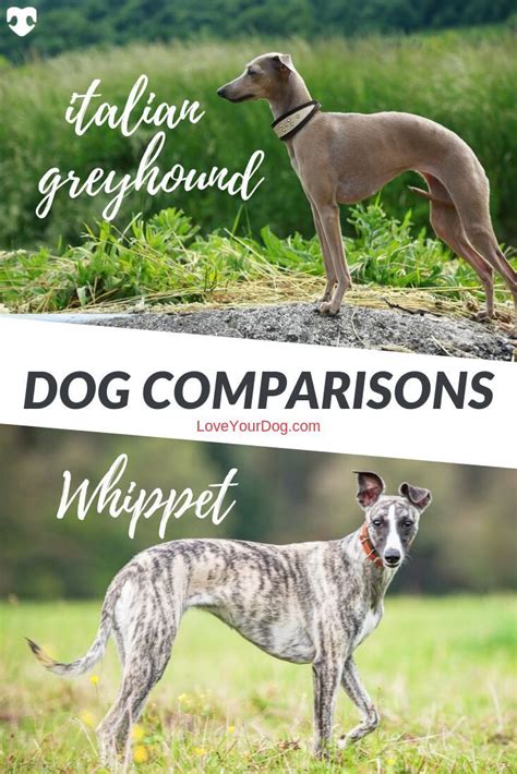 Italian Dogs Italian Greyhound Dog R Dogs Dogs And Puppies Whippet