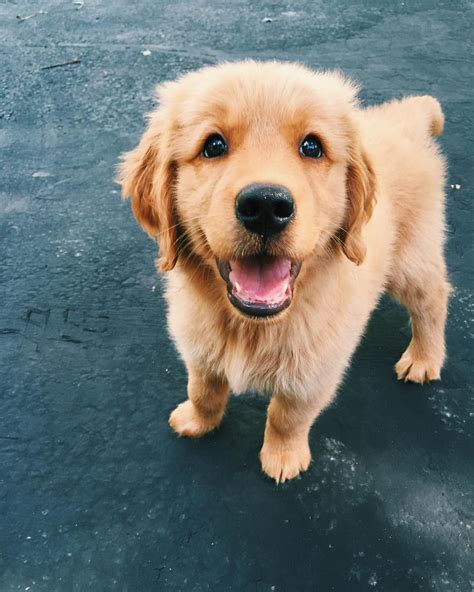 Pinterest Instagram Candiceocheung Puppies Cute Dogs Baby Animals