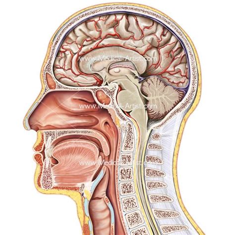 The human body is the entire structure of a human being and comprises a head, neck, trunk (which includes the thorax and abdomen), arms human anatomy. Ear Nose And Throat Connection Diagram