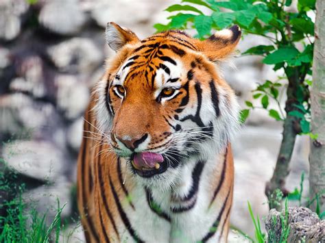 Hd Wallpaper The Amur Tiger Wild Cat Predator View Water