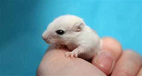 Baby Gerbils A Guide To Baby Gerbil Care And Development