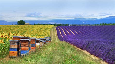 Fields Of Lavender And Sunflowers With Beehives In Provence France