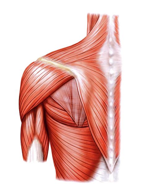 Shoulder Muscles Photograph By Asklepios Medical Atlas Pixels