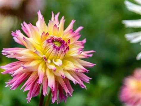 Even a perennial, hardy chrysanthemum needs a little tlc to survive winter's harsh weather. Hardy Annual Flowers Meaning / What Does Perennial ...
