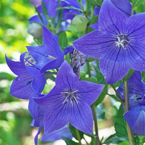 Balloon Flower Tall Blue Seeds The Seed Collection