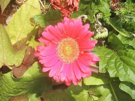 Free flower delivery by top ranked local florist in arlington, ma! Haiku's about flowers | Arlington, MA Patch