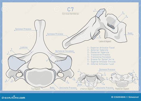 Anatomy Of The 7th Cervical Vertebra Vertebra Prominens C7 Anterior