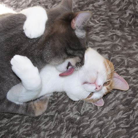 Kissing Cats Picture | Free Photograph | Photos Public Domain