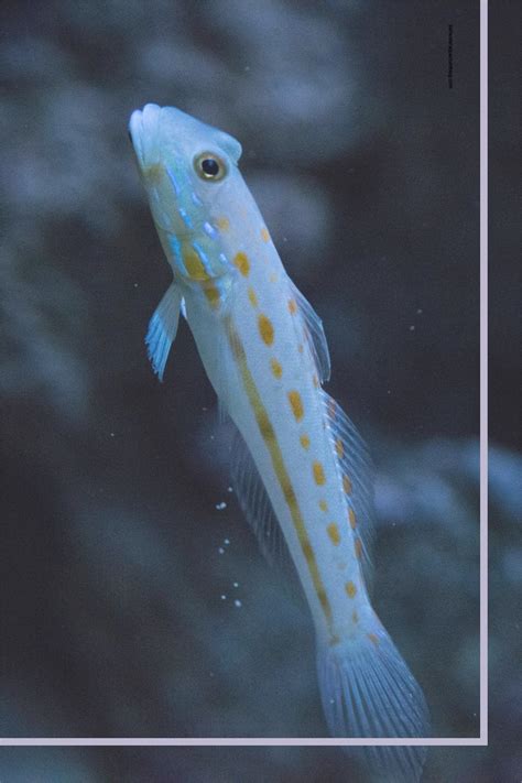 Learn More About The Diamond Goby A Fascinating Popular Community