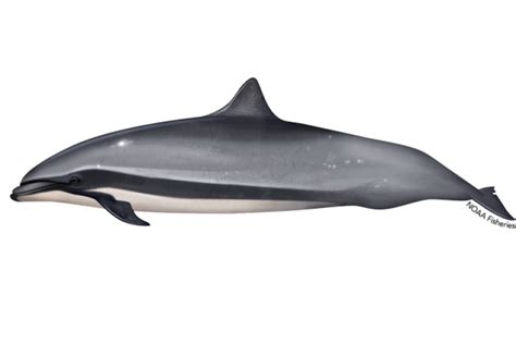 Common Bottlenose Dolphin Noaa Fisheries