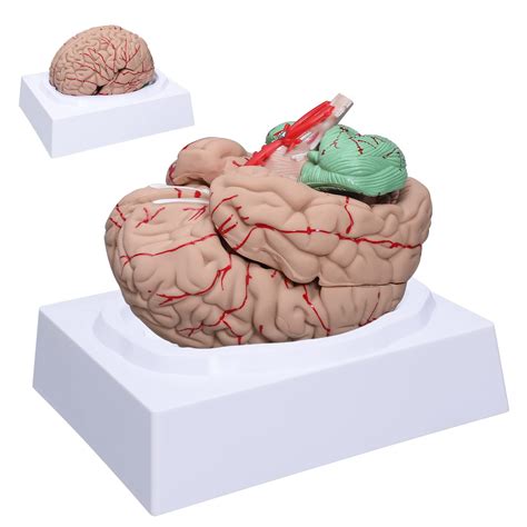 Buy Brain Anatomy Model Life Size Human Brain Model 8 Part Neuroscience