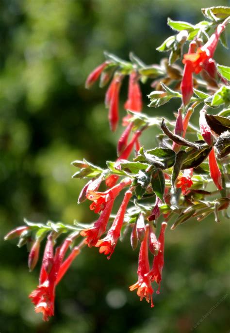 Get free shipping on qualified orange bushes or buy online pick up in store today in the outdoors department. California Fuchsia, Zauschneria or Epilobium