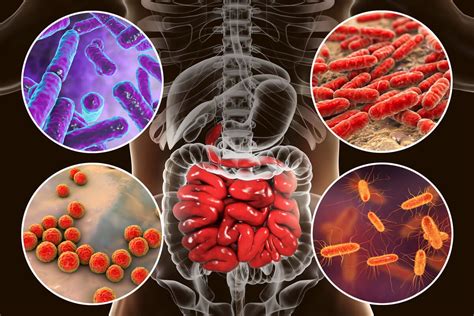 Ejercicio Y Sus Efectos En La Salud Y La Microbiota Intestinal Mendez