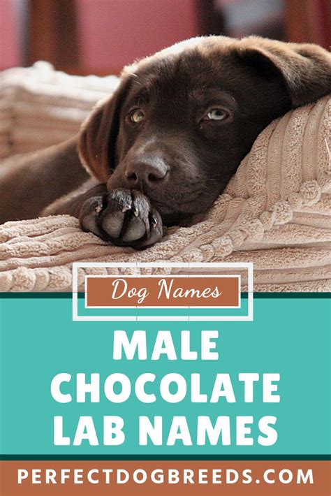 Male Chocolate Lab Names Dog Names Male Chocolate Lab Puppies Boy