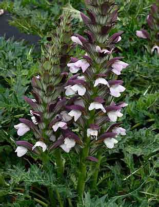 2 3 the genus comprises herbaceous perennial plants , rarely subshrubs , with spiny leaves and flower spikes bearing white or purplish flowers. Suncrest Nurseries, Inc.: Plants for a Thirsty State