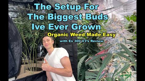 How I Setup My Grow Room For The Biggest Buds Ive Ever Grown And Es300