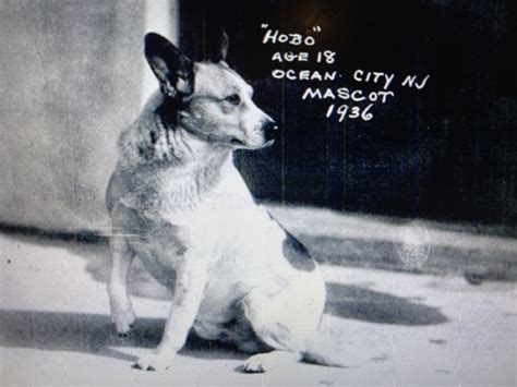 Remembering “hobo” Ocs Mascot Dog Ocnj Daily