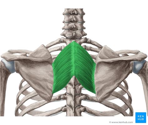 Rhomboid Muscles Anatomy Function And Clinical Aspects Kenhub