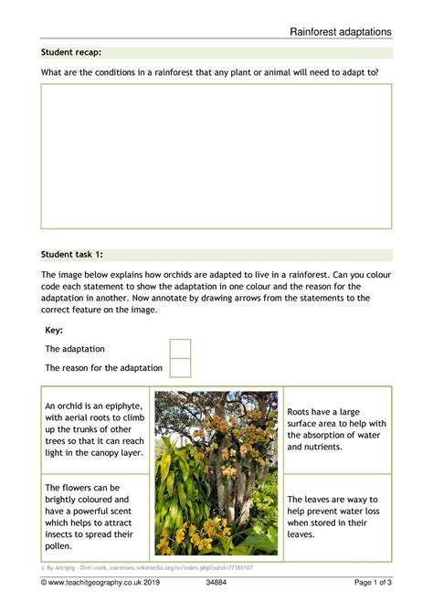 Rainforest Plant Adaptations Ks3 4 Geography Teachit