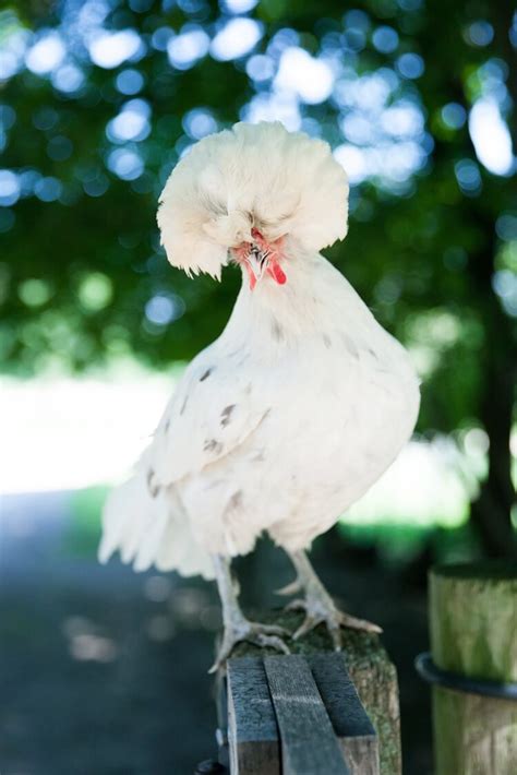 Polish Chicken: All You Need To Know | Chickens And More
