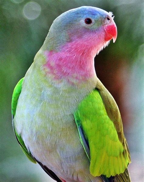 Princess Parrot Rare In Central Australia By John Barnard Exoticbirds