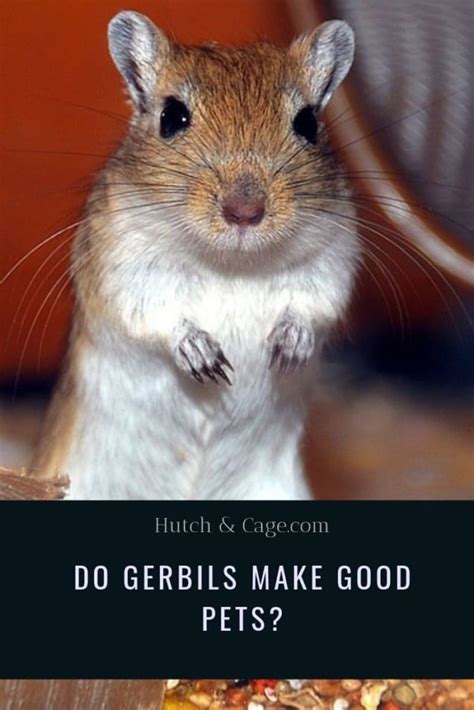 Time ferrets make excellent pets for people who have the time for them, and who bond well with animals. Do Gerbils Make Good Pets? Are They Good Pets For Children ...