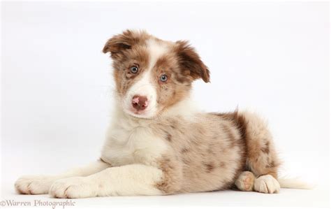 Here at asset kennels my goal is to produce top quality border collies suitable for family homes. Dog: Red merle Border Collie puppy photo WP44144