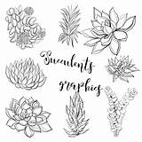 Coloring Succulents Vector Graphics Clipart Illustration sketch template