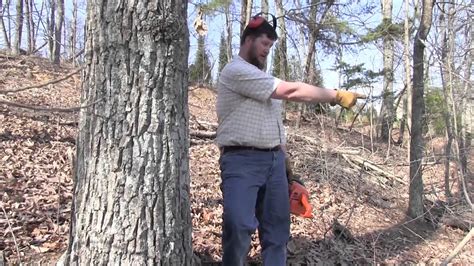 Electric power providers will cut down trees only if there is a big danger to the residents. Cutting Down Dangerous Trees - Part 2, with Tim Glenn ...