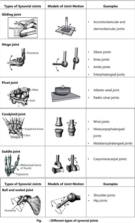 Classification Of Joints Biology Ease