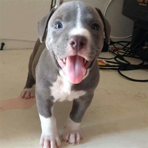 326 Best Blue Nose Pitbull Puppies Images On Pinterest